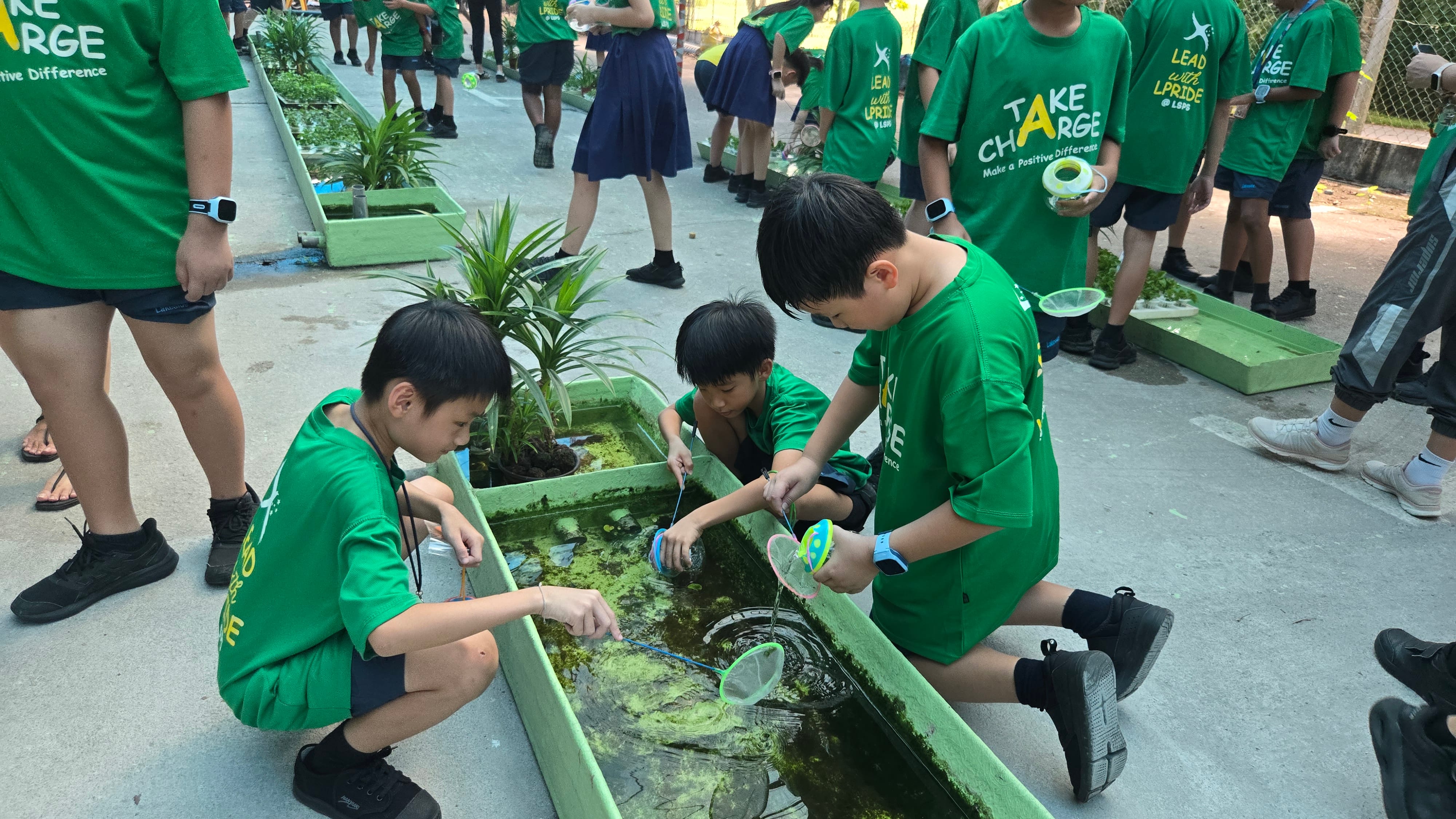 Catching guppies for our aquaponics tanks